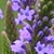 Blue Vervain
